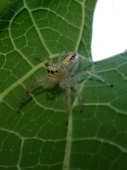 Thyene coccineovittata