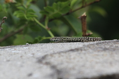 Podarcis muralis