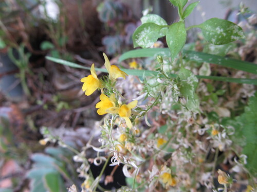Linaria saxatilis, photograph 3
