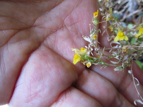 Linaria saxatilis, photograph 2