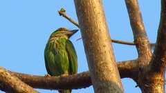 Psilopogon faiostrictus