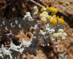 Achillea maritima maritima