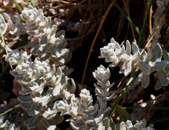 Achillea maritima maritima