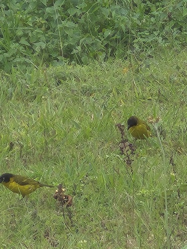 Baglafecht Weaver