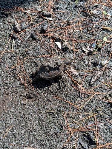 Common Snapping Turtle