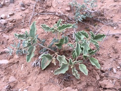 Acleisanthes diffusa