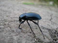 Carabus hungaricus