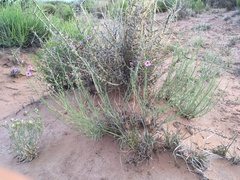 Penstemon thurberi