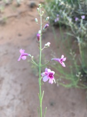 Penstemon thurberi