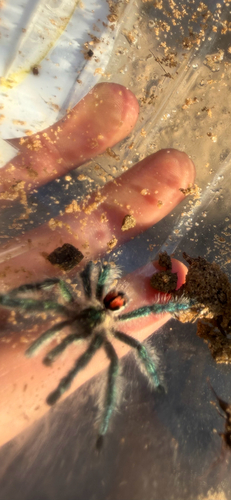 Brazilian Jewel Tarantula
