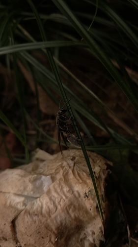 Polybia ignobilis