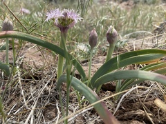Allium anceps