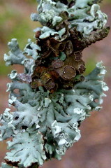 Tuckermanopsis sepincola