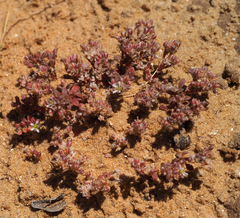 Polycarpon succulentum