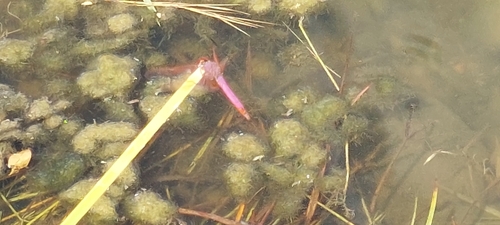 Violet Dropwing