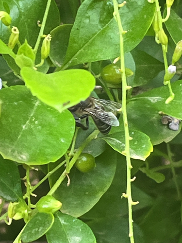 Western Honey Bee