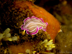 Prostheceraeus roseus