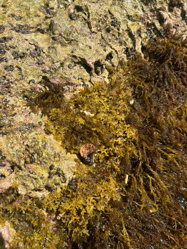 Palisada surculigera