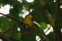 Myiothlypis chrysogaster