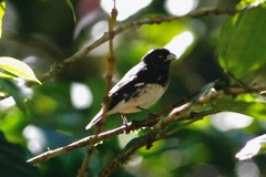 Sporophila luctuosa