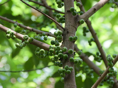 Ficus fistulosa