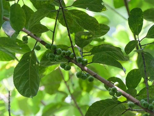 Ficus fistulosa, photograph 1