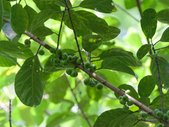 (c) Donald Davesne, some rights reserved (CC BY) Ficus fistulosa, photograph (c) Donald Davesne, some rights reserved (CC BY)