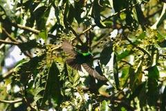 Chlorochrysa calliparaea