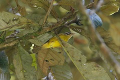Basileuterus tristriatus