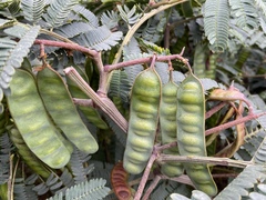 Paraserianthes