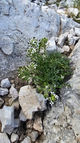 Hornungia alpina, photograph 6