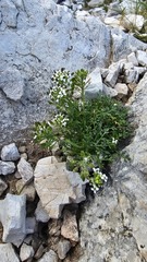 Hornungia alpina, photograph (c) Claude Kolwelter, some rights reserved (CC BY)