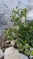 (c) Claude Kolwelter, some rights reserved (CC BY) Hornungia alpina, photograph (c) Claude Kolwelter, some rights reserved (CC BY)