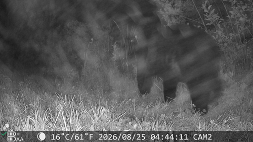Black Bear sighting near Annapolis County