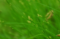 Carex remota