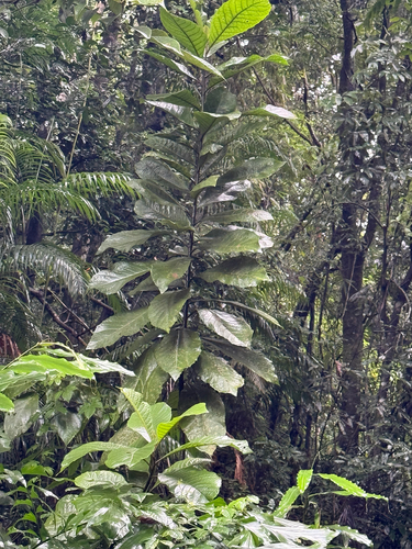 Strobocalyx arborea observed 2026-08-20
