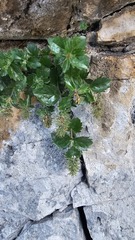 Paederota bonarota, photograph (c) Claude Kolwelter, some rights reserved (CC BY)