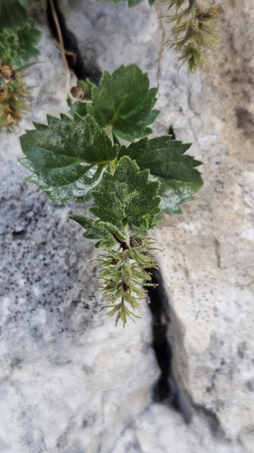 Paederota bonarota, photograph 5