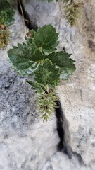 Paederota bonarota, photograph (c) Claude Kolwelter, some rights reserved (CC BY)