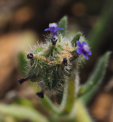Anchusa aggregata