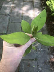 Lysimachia clethroides