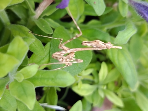 Mediterranean Conehead Mantis