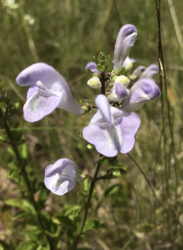 Scutellaria arenicola, photograph 2