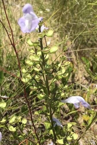 Scutellaria arenicola, photograph 3