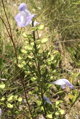 Scutellaria arenicola, photograph author not stated, no rights reserved
