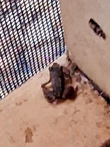 Eleutherodactylus planirostris observed 2026-08-25