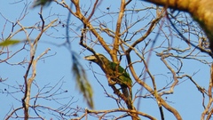 Psilopogon lagrandieri