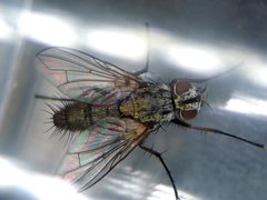 Solieria pacifica