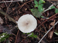Fungi