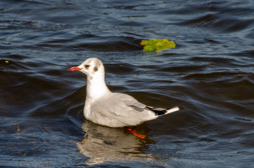 Black-headed Gull